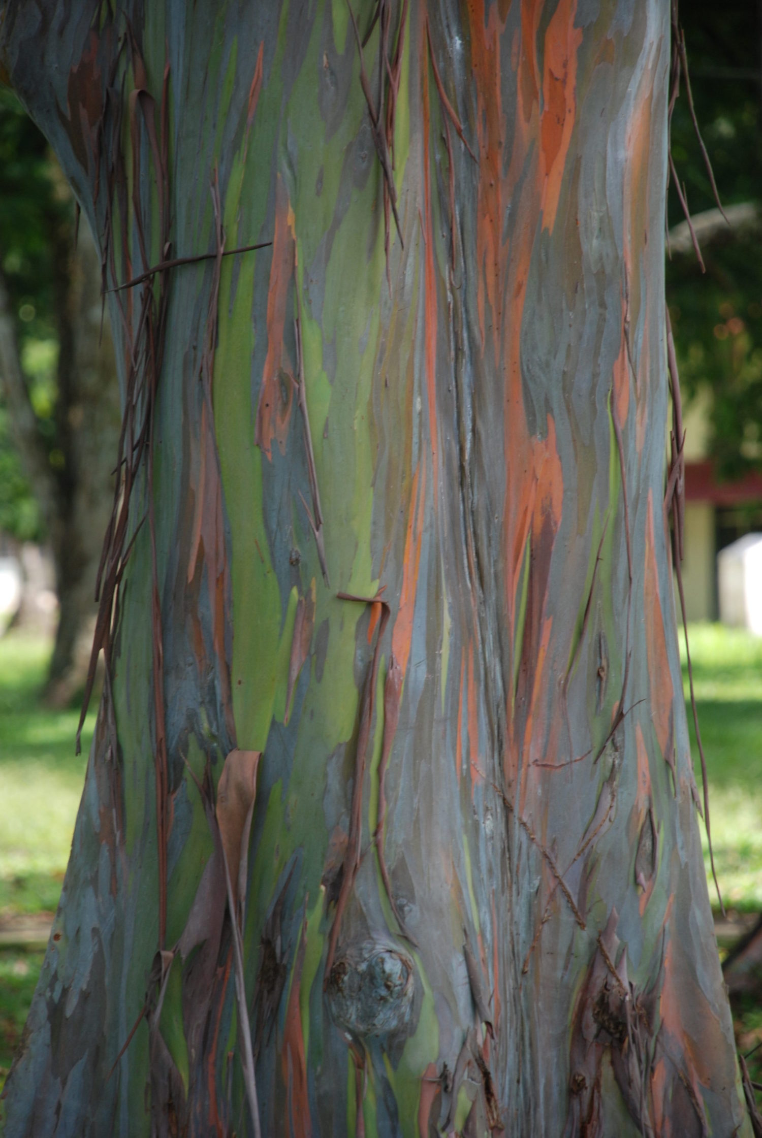 Rainbow eucalyptus